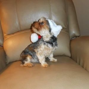 Meet your Posher, Gerti